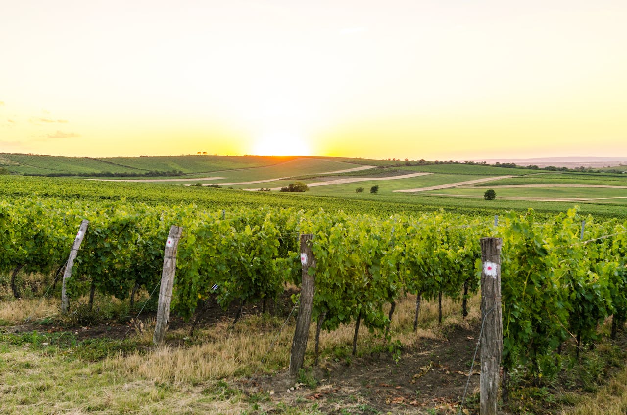 Wine tasting in the Czech republic